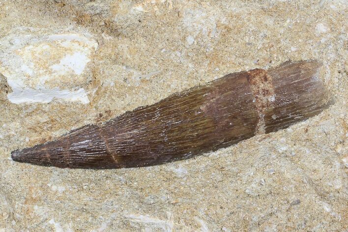 Fossil Plesiosaur (Zarafasaura) Tooth In Sandstone - Morocco #70312